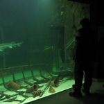 IMG_0133-seawolwes-tulcea
