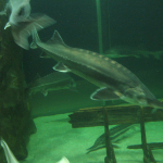IMG_0135-seawolwes-tulcea